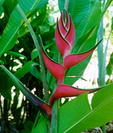 Imperial Heliconia